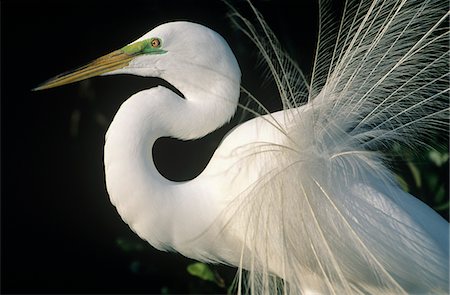 White Egret, close-up Foto de stock - Royalty Free Premium, Número: 693-03306588