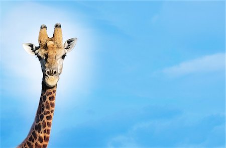 simsearch:693-03306448,k - Maasai Giraffe (Giraffa Camelopardalus) gegen blauen Himmel Stockbilder - Premium RF Lizenzfrei, Bildnummer: 693-03306596