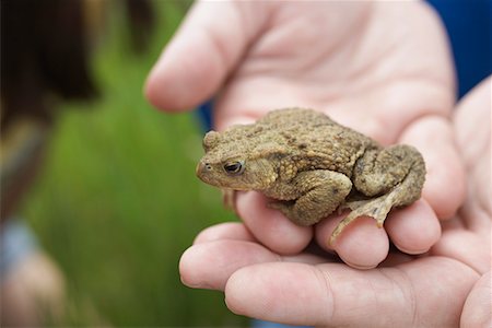 sapo - Hands holding Toad, close-up Foto de stock - Sin royalties Premium, Código: 693-03306995