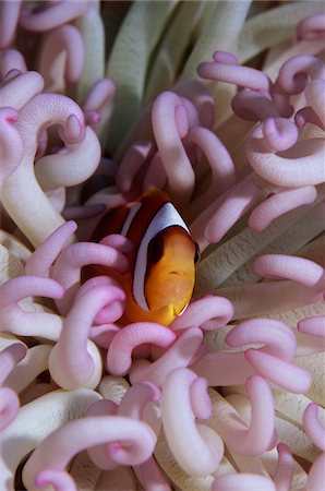 exotic underwater - Clown fish hiding among sea anenomies Stock Photo - Premium Royalty-Free, Code: 693-03307397