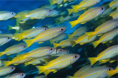 exotic underwater - School of tropical fish in ocean Stock Photo - Premium Royalty-Free, Code: 693-03307406