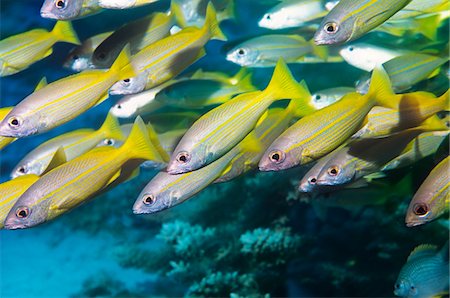 fish school not sardine not people - Banc de poissons tropicaux dans l'océan Photographie de stock - Premium Libres de Droits, Code: 693-03307407