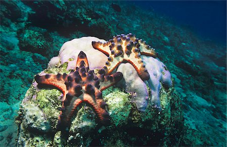 estrella de mar - Star fish on coral reef Foto de stock - Sin royalties Premium, Código: 693-03307408