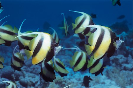 exotic underwater - School of Angelfish on reef Stock Photo - Premium Royalty-Free, Code: 693-03307400