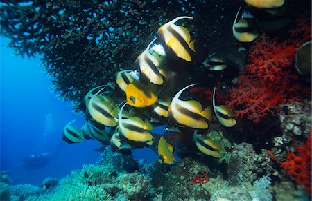 exotic underwater - School of Angelfish on reef Stock Photo - Premium Royalty-Free, Code: 693-03307401