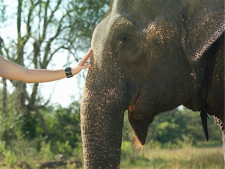 simsearch:693-03307574,k - Young woman stroking elephants head, close-up Stock Photo - Premium Royalty-Free, Code: 693-03307507