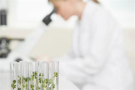 plant inside a test tube - Scientist using microscope in laboratory, focus on plants in test tubes in foreground Stock Photo - Premium Royalty-Free, Code: 693-03308016