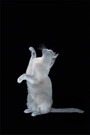 Blue Burmese cat sitting on hind legs Stock Photo - Premium Royalty-Free, Code: 693-03309504