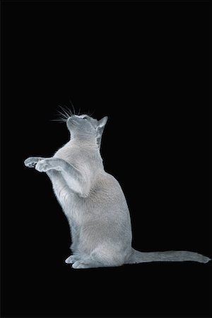 domestic cat black background - Blue Burmese cat sitting on hind legs Stock Photo - Premium Royalty-Free, Code: 693-03309505