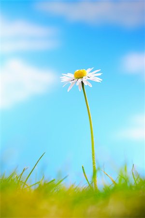 L'herbe et des fleurs de camomille unique Photographie de stock - Premium Libres de Droits, Code: 693-03309533