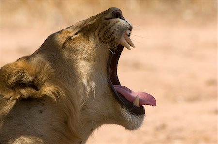 roaring big cat - Lioness (Panthera leo) yawning, side view, head shot Stock Photo - Premium Royalty-Free, Code: 693-03309585