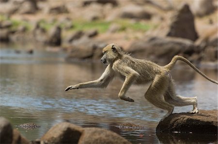Macaques (Macaca fascicularis) sauter de rocher en rocher Photographie de stock - Premium Libres de Droits, Code: 693-03309586