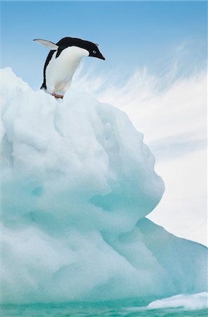 pingüino adelia - Adelie Penguin jumping from iceberg Foto de stock - Sin royalties Premium, Código: 693-03301867