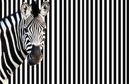 Zebra on striped background, looking at camera Fotografie stock - Premium Royalty-Free, Codice: 693-03301875