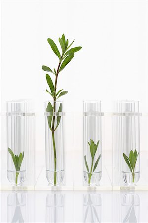 seedlings not person - Seedlings growing in test tubes, one larger plant contrasted with three smaller ones Stock Photo - Premium Royalty-Free, Code: 693-03302186
