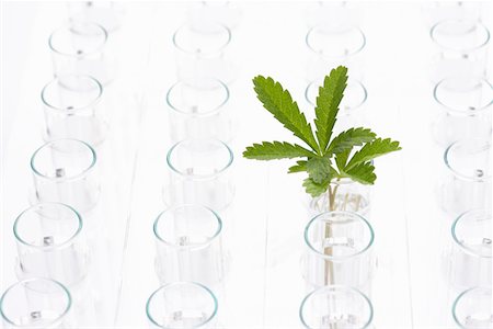 science beaker plants - Plant in glass surrounded by empty glasses Stock Photo - Premium Royalty-Free, Code: 693-03302198