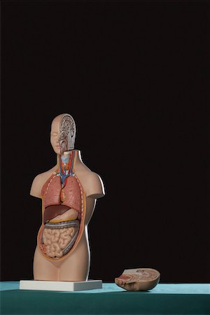 Human anatomy model Foto de stock - Sin royalties Premium, Código: 693-03302223