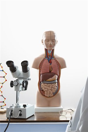 Human anatomy model and microscope Stock Photo - Premium Royalty-Free, Code: 693-03302231