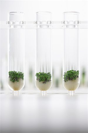 plants test tubes - Cress seedlings growing in test tubes Stock Photo - Premium Royalty-Free, Code: 693-03302264