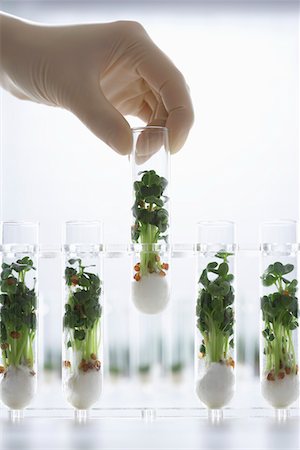 Person holding test tube containing cress seedlings Stock Photo - Premium Royalty-Free, Code: 693-03302261