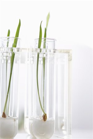 plants test tubes - Seedlings growing in test tubes Stock Photo - Premium Royalty-Free, Code: 693-03302262