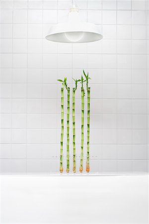 seedlings not person - Bamboo growing in test tubes under lamp Stock Photo - Premium Royalty-Free, Code: 693-03302272