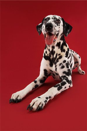 simsearch:693-03303246,k - Dalmatien accroupi Photographie de stock - Premium Libres de Droits, Code: 693-03303234