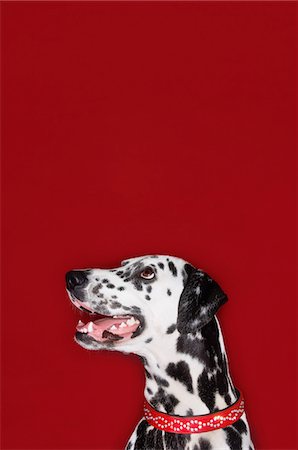 Dalmatian sitting looking up, mouth open, head and shoulders Foto de stock - Sin royalties Premium, Código: 693-03303238