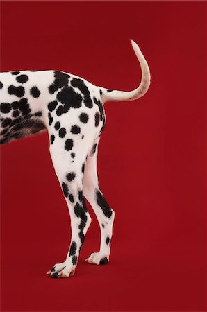 standing on hind legs - Dalmatian standing, tail and hind legs, side view Foto de stock - Sin royalties Premium, Código: 693-03303232