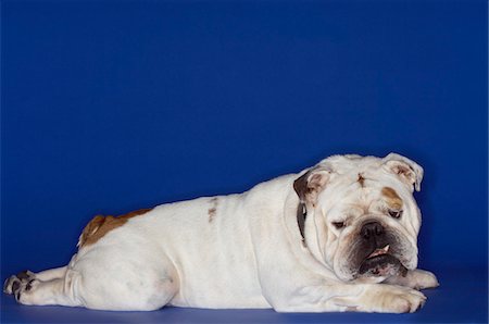 dog looking over shoulder - Bulldog lying prone, side view Stock Photo - Premium Royalty-Free, Code: 693-03303244