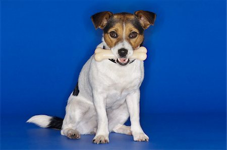 simsearch:693-03303244,k - Jack Russell terrier assis, tenant un os en caoutchouc dans la bouche Photographie de stock - Premium Libres de Droits, Code: 693-03303246