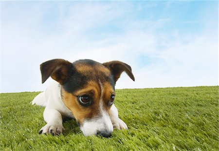 Jack Russell terrier lying prone in grass, front view Foto de stock - Sin royalties Premium, Código: 693-03303255