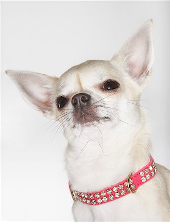 Chihuahua wearing studded collar, close-up Foto de stock - Sin royalties Premium, Código: 693-03303294