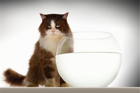 Cat sitting by empty fishbowl Stock Photo - Premium Royalty-Free, Code: 693-03303314