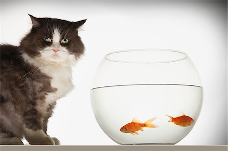 Cat sitting by fishbowl containing two goldfish Stock Photo - Premium Royalty-Free, Code: 693-03303312
