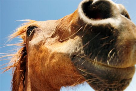 simsearch:693-03303717,k - Brown horse against sky, close-up of snout Stock Photo - Premium Royalty-Free, Code: 693-03303709