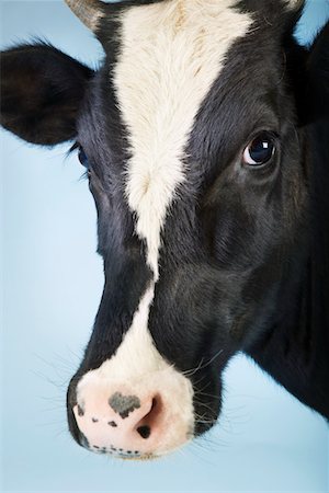 simsearch:693-03303717,k - Cow against blue background, close-up of head Stock Photo - Premium Royalty-Free, Code: 693-03303717