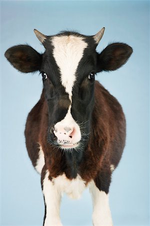 simsearch:693-03303717,k - Cow against blue background, front view Stock Photo - Premium Royalty-Free, Code: 693-03303719