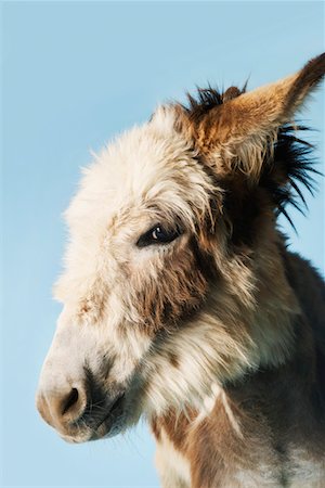 simsearch:693-03303717,k - Donkey against blue background, close-up of head, side view Stock Photo - Premium Royalty-Free, Code: 693-03303721