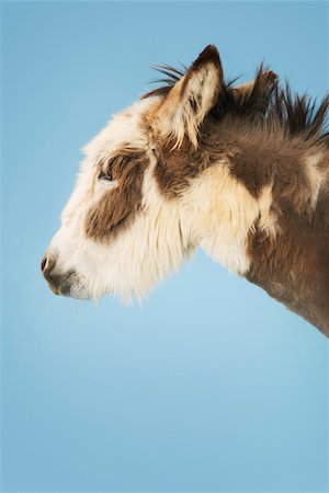 simsearch:693-03303717,k - Donkey against blue background, eyes closed, close-up of head, side view Stock Photo - Premium Royalty-Free, Code: 693-03303722