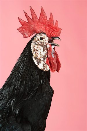 Coq qui chante sur fond rose Photographie de stock - Premium Libres de Droits, Code: 693-03303754