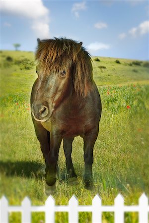 simsearch:693-03303720,k - Brown horse in green field behind fence (digital composite) Fotografie stock - Premium Royalty-Free, Codice: 693-03303763