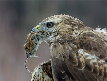 Goshawk holding mouse in beak, close-up Foto de stock - Royalty Free Premium, Número: 693-03303834