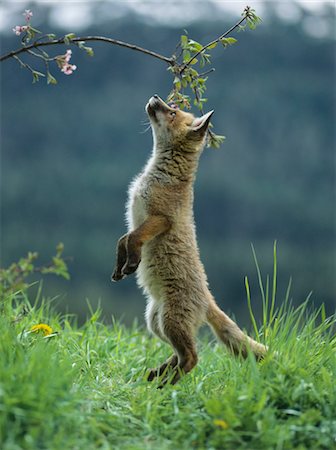 red fox - Fox cub on hind legs sniffing branch Stock Photo - Premium Royalty-Free, Code: 693-03303847