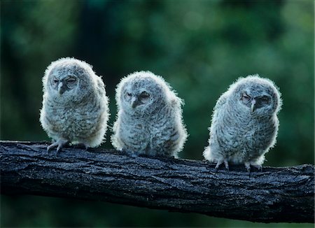 photos of owl in tree - Three owlets on bough Foto de stock - Sin royalties Premium, Código: 693-03303872