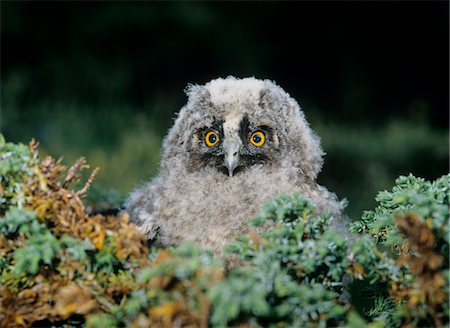 Baby owl in moss Fotografie stock - Premium Royalty-Free, Codice: 693-03303873