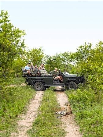 Tourists in jeep looking at cheetah lying on dirt road Stock Photo - Premium Royalty-Free, Code: 693-03303980