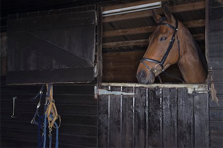 stabil - Cheval dans l'écurie Photographie de stock - Premium Libres de Droits, Code: 693-03314592