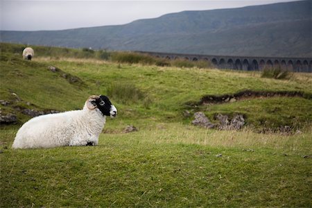 simsearch:693-03315199,k - Sheep on pasture,  Yorkshire Dales, Yorkshire, England Stock Photo - Premium Royalty-Free, Code: 693-03315196