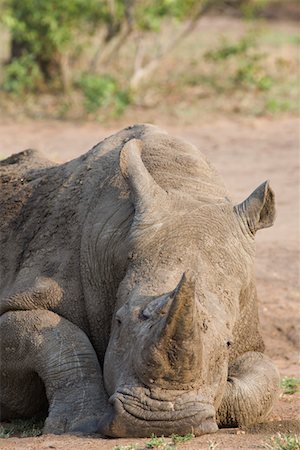 swazilandia - Head of relaxed rhino, wildlife Foto de stock - Sin royalties Premium, Código: 693-03315192